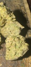 IMG_7725.jpeg