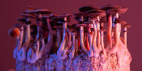 psilocybin-mushrooms-750x375.jpg