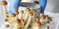 magic-psilocybin-mushrooms-750x375.jpg
