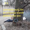 41xC70S92AHV5ksUINSWIG1e-yAHpbLL.jpg