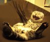 котяра).jpg котяра).jpg