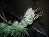 photo_2020-11-21_23-13-02.jpg