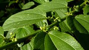 Cannareporter-Trema_micrantha_L._Blume_-_Flickr_-_Alex_Popovkin_Bahia_Brazil.jpg