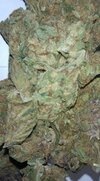 IMG_20240322_020951_371.jpg