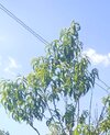 IMG_20240628_181552.jpg