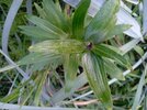 IMG_20240628_201727_1.jpg