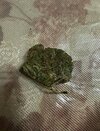 IMG_20241128_131226_056.jpg