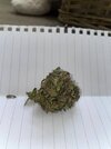 IMG_0978.jpeg IMG_0978.jpeg