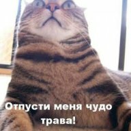 WildCat