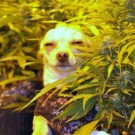 Stoned666