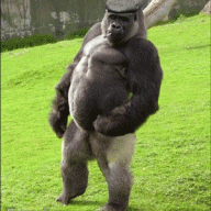 Dadmonkeys