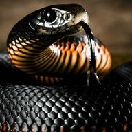 mamba