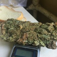 Kiev_Weed
