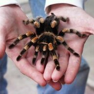 SpiderShop