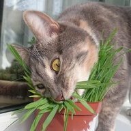 meowmeowmeow696