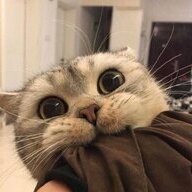 MeowMeow