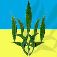 Bronikbest