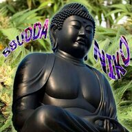 BBUDDA_niko