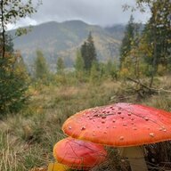 AmanitaIvan