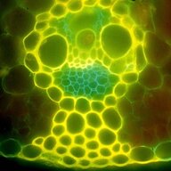 Hypnotic
