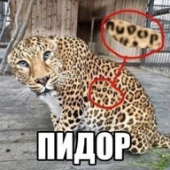 Prorok