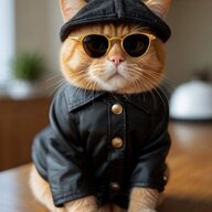Cats_sms
