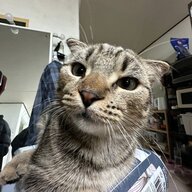 bsbbejcbdbsb