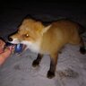 Molly_fox