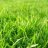 Store manager grass
