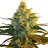 LemonHaze
