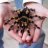 SpiderShop