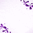 DDNA_TOP