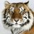 Tigr9876